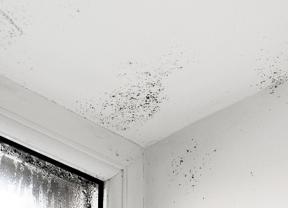 What to Do About Mould Spots Around Your Home