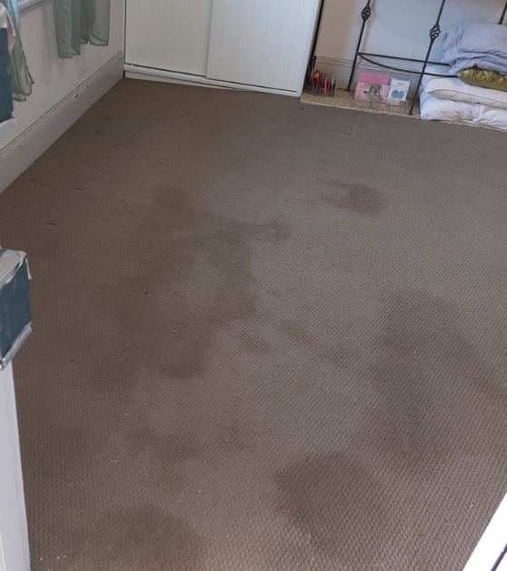 3 New Carpet Cleaning Before