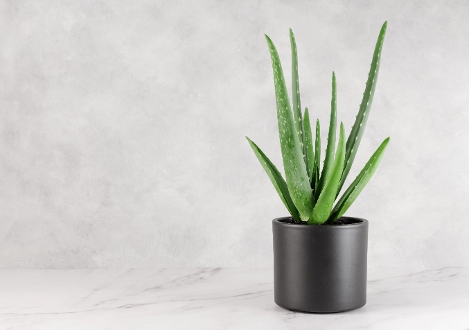 Aloe Vera Plant in a minimalist pot