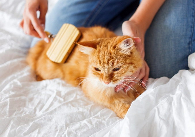 brushing the cat's hair