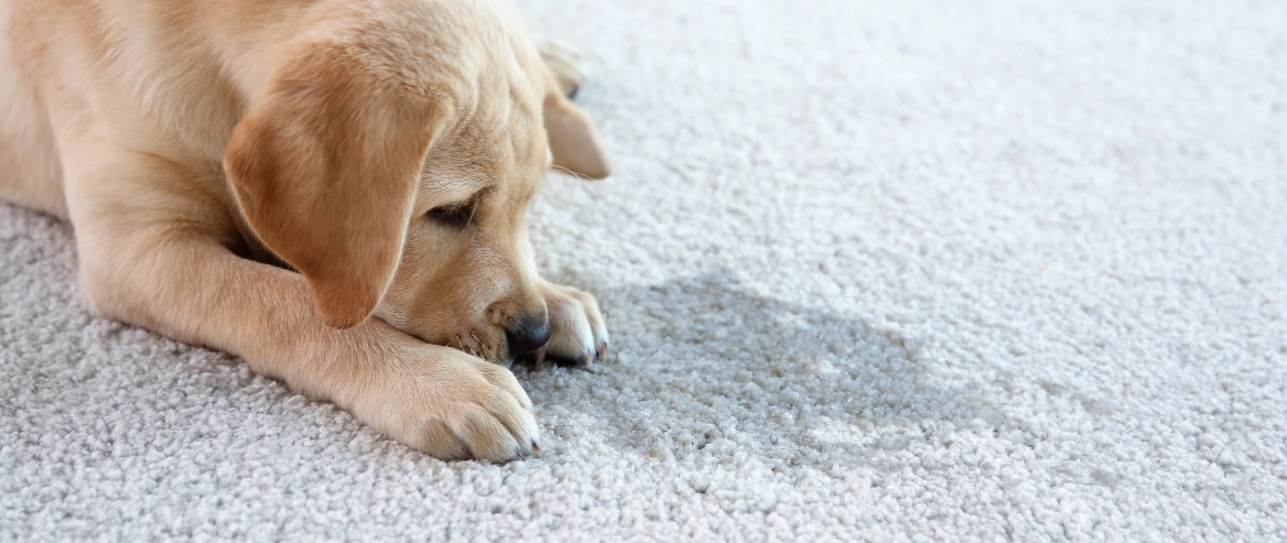 how to get dog urine smell out of carpet
