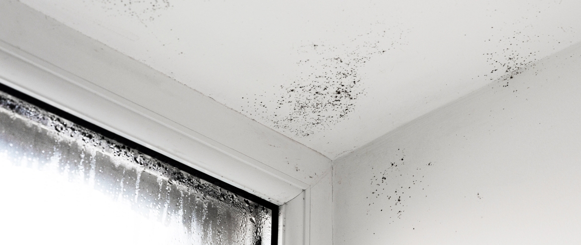 What to Do About Mould Spots Around Your Home