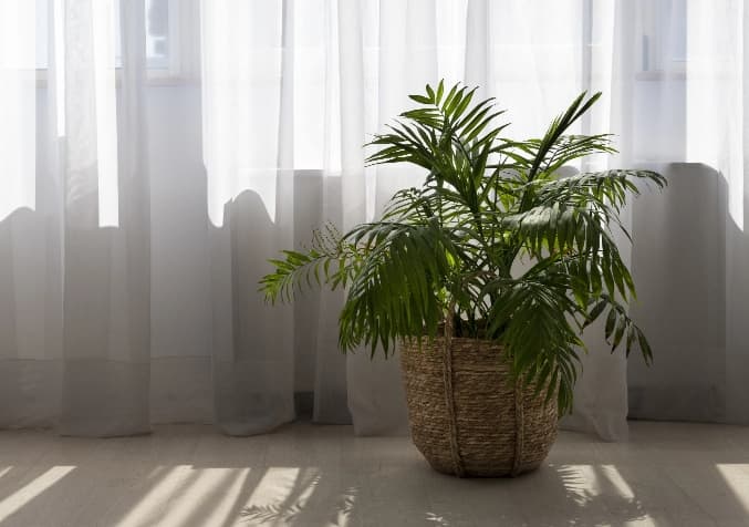 Say Goodbye to Hay Fever with Indoor Plant Allies - Electrodry Blogs