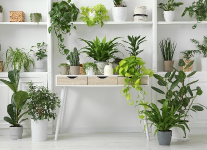 best plants for cleaning indoor air
